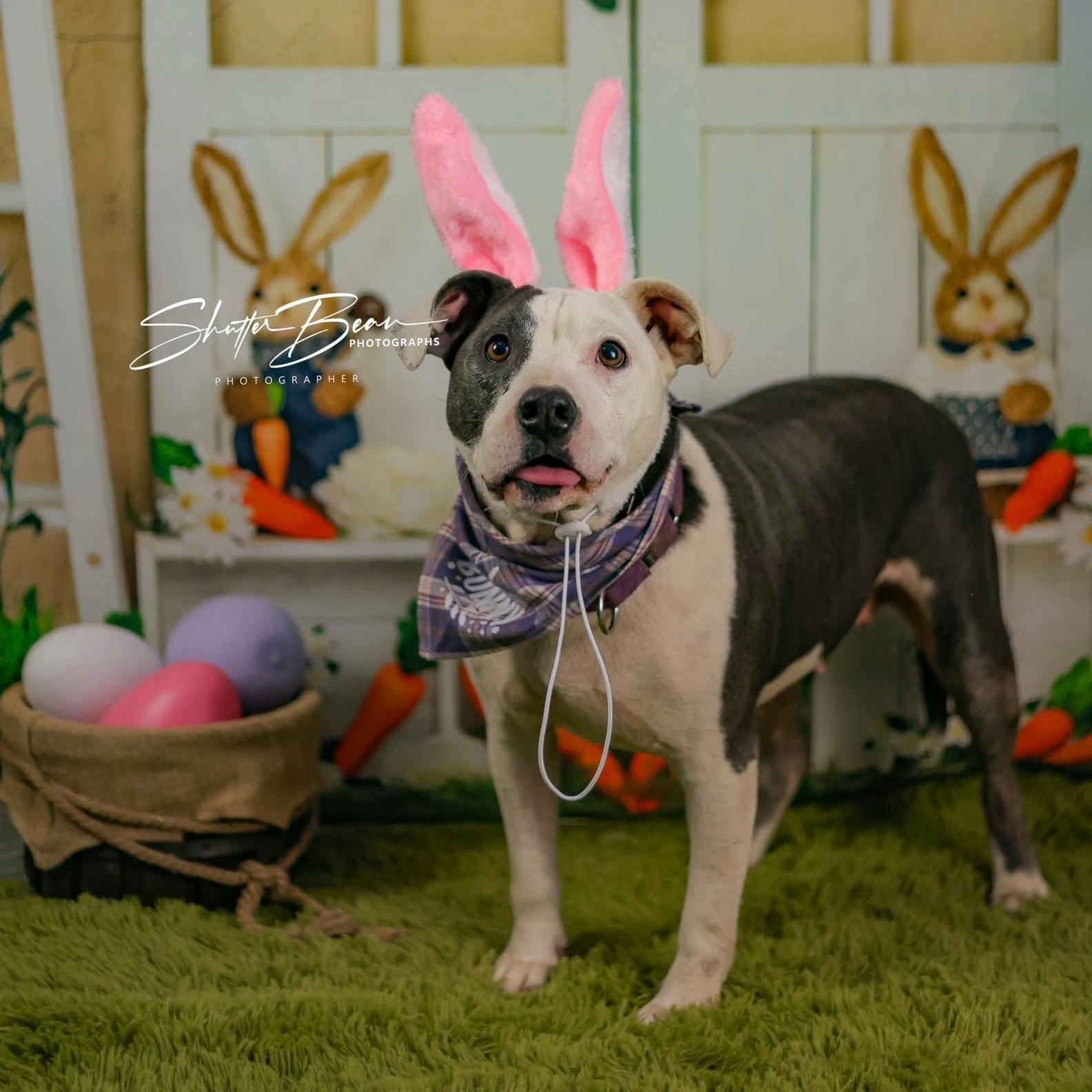 Enlarge Pickles, a ADOPTABLE mixed breed in Greensburg, PA image 1/6