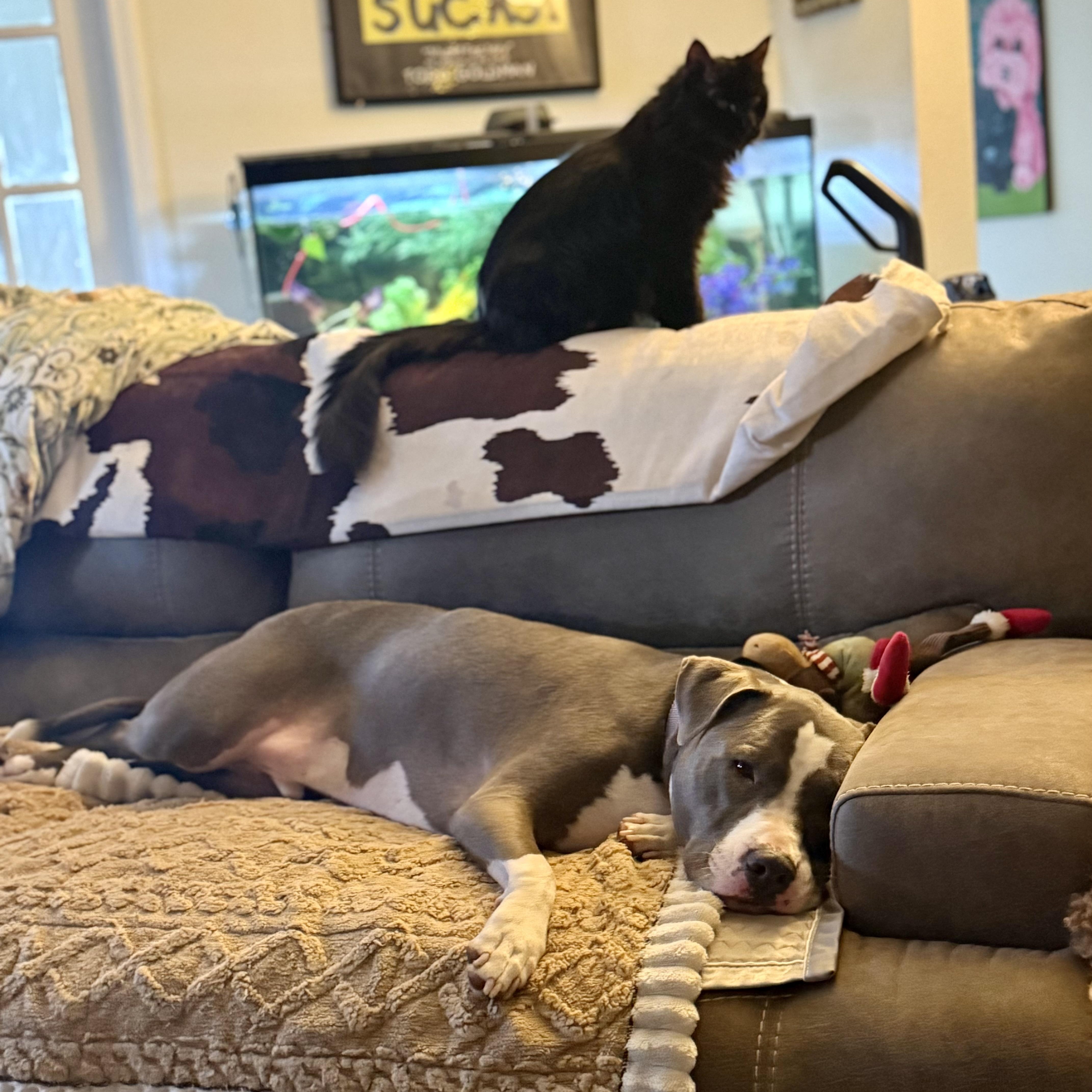 Zydeco - Cat Friendly!, adopted, Adult Male Pit Bull Terrier.