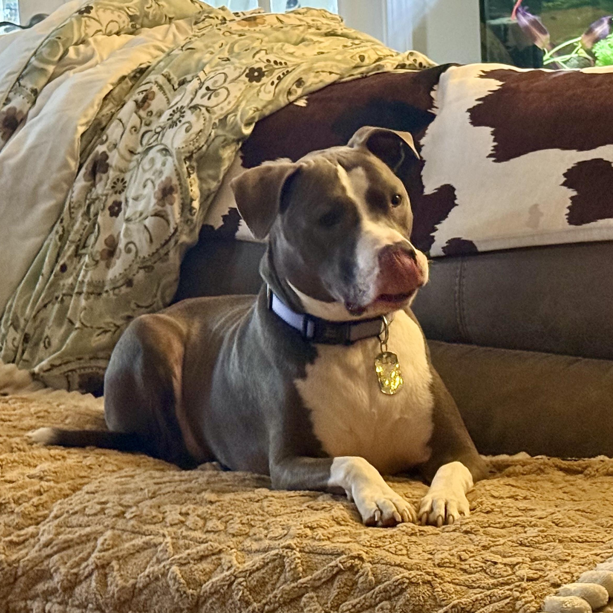 Enlarge Zydeco - Cat Friendly!, an adopted Pit Bull Terrier in New Orleans, LA image 2/5