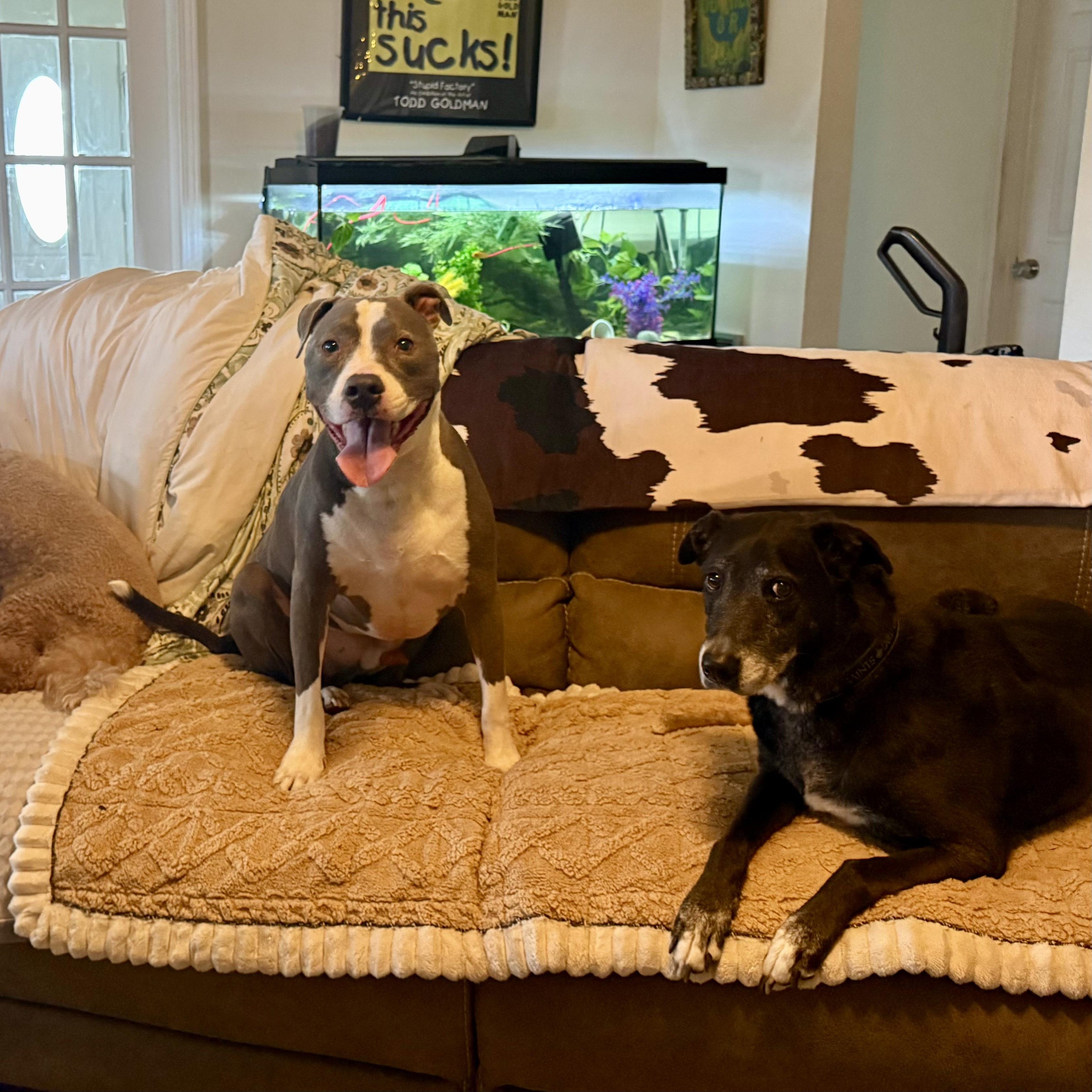 Enlarge Zydeco - Cat Friendly!, an adopted Pit Bull Terrier in New Orleans, LA image 3/5