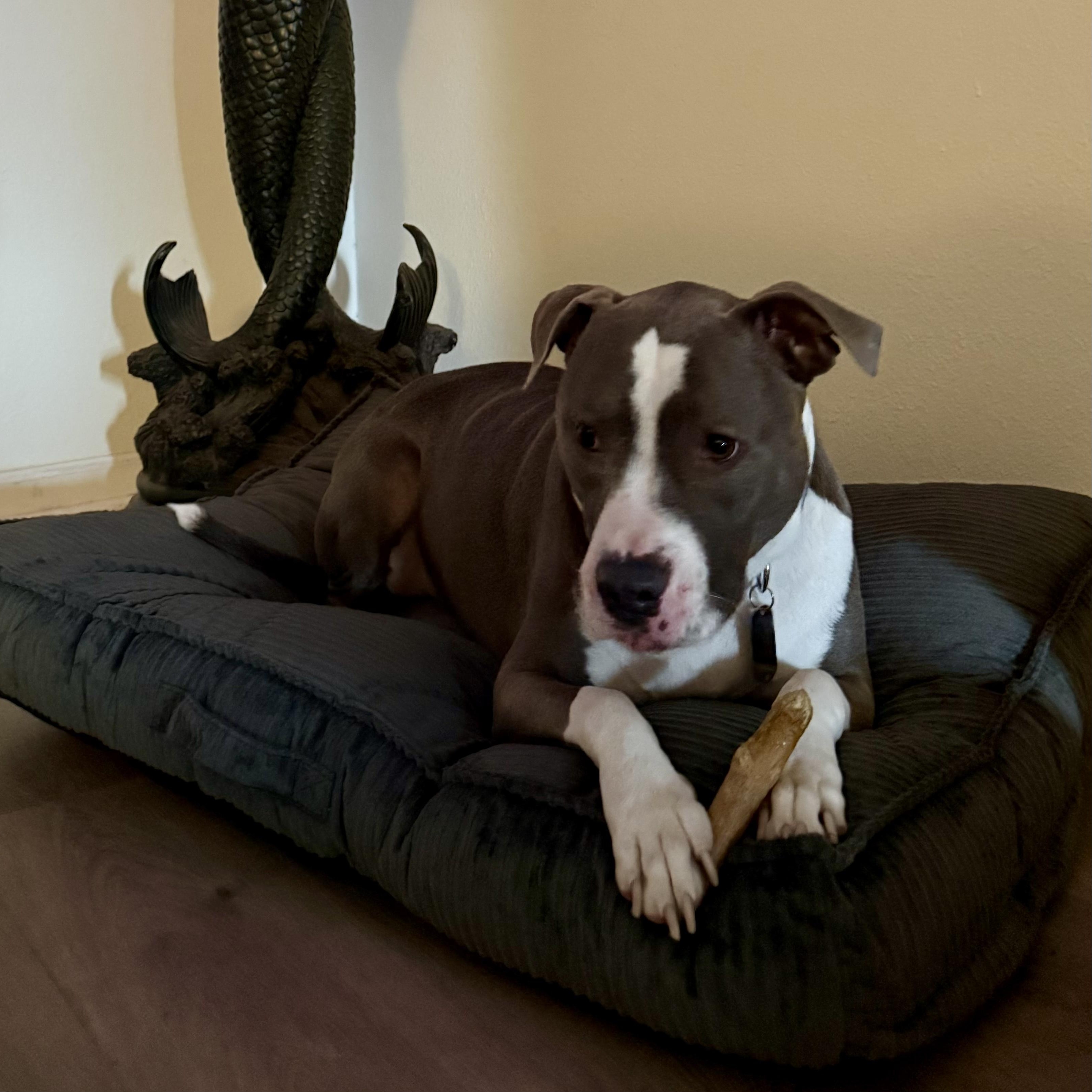 Enlarge Zydeco - Cat Friendly!, an adopted Pit Bull Terrier in New Orleans, LA image 4/5