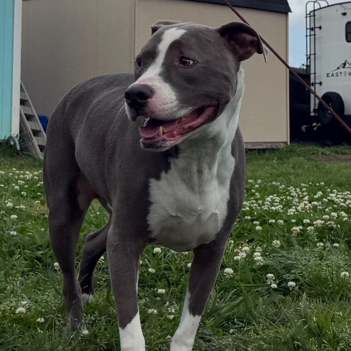 Enlarge Zydeco - Cat Friendly!, an adopted Pit Bull Terrier in New Orleans, LA image 5/5