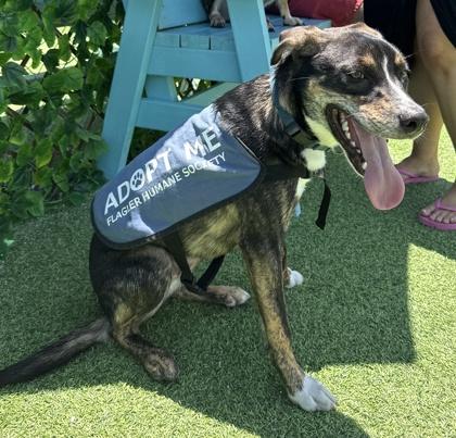 Enlarge Tuff, a Adoptable mixed breed in Palm Coast, FL image 2/3