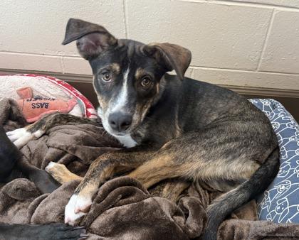 Enlarge Tuff, a Adoptable mixed breed in Palm Coast, FL image 3/3