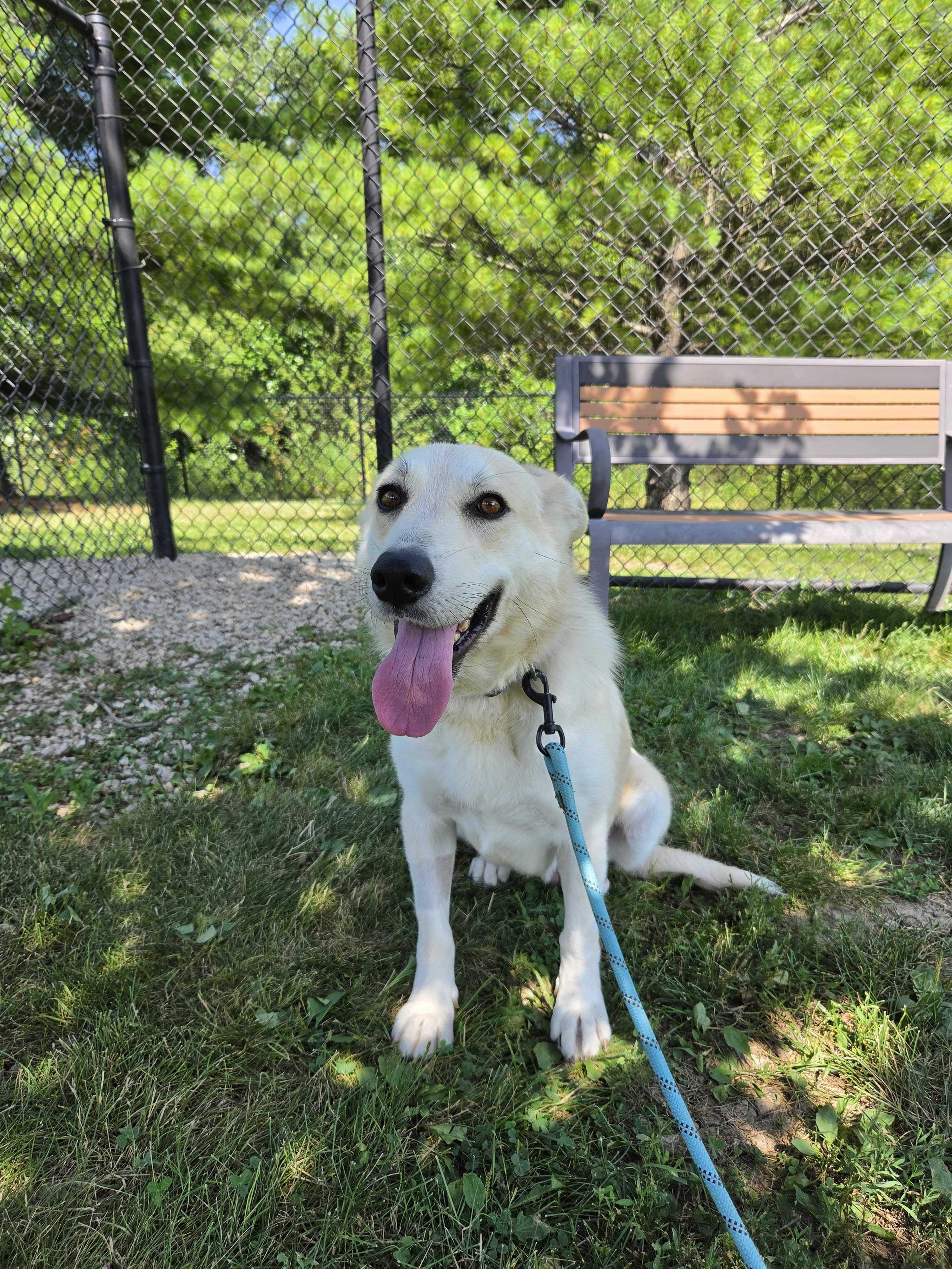 Enlarge Holly, a ADOPTABLE Mixed Breed in Dubuque, IA image 2/2