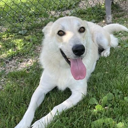 Enlarge Holly, a ADOPTABLE Mixed Breed in Dubuque, IA image 1/2