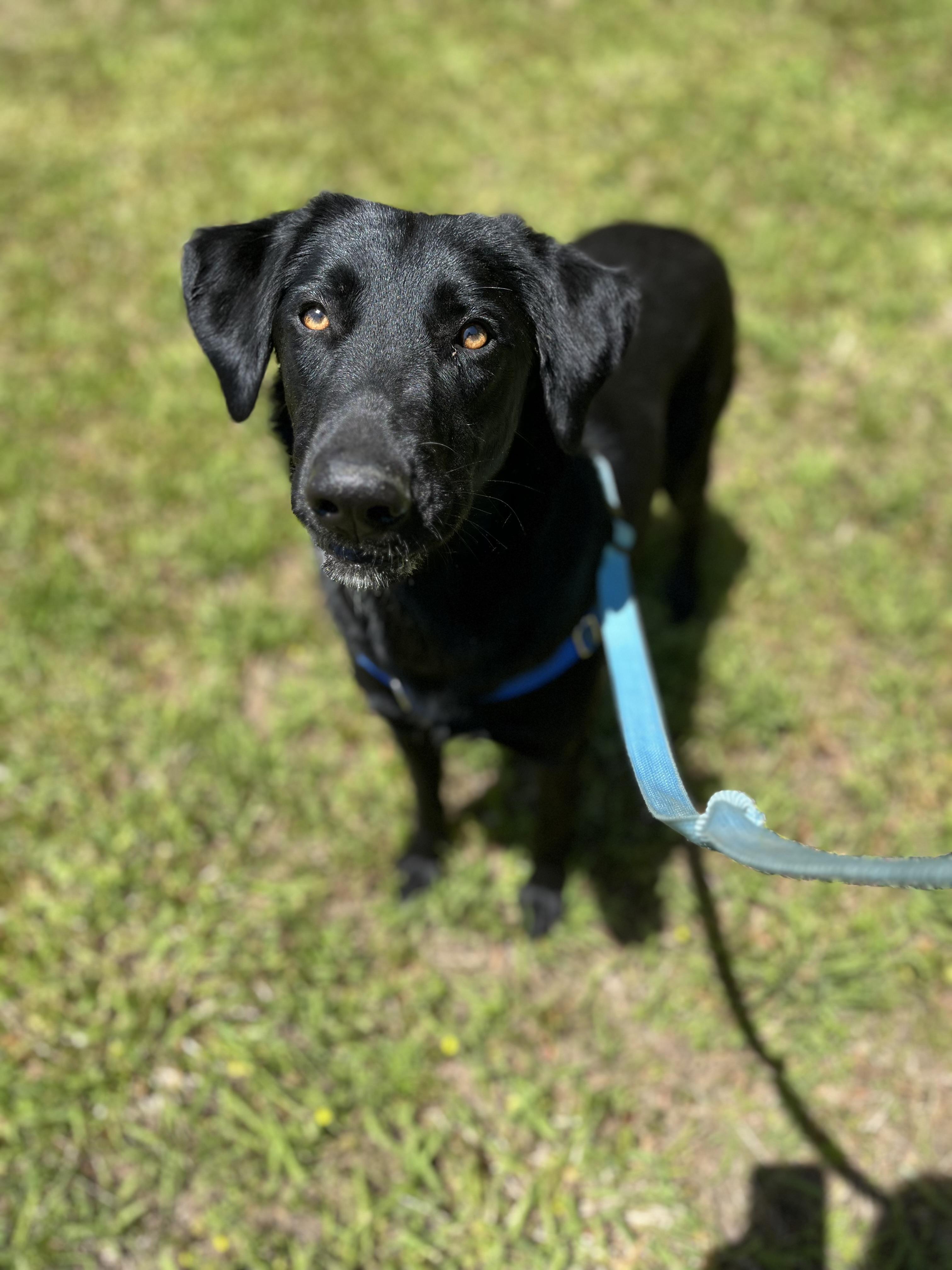 Daphne, ADOPTABLE, Young Female Black Labrador Retriever.