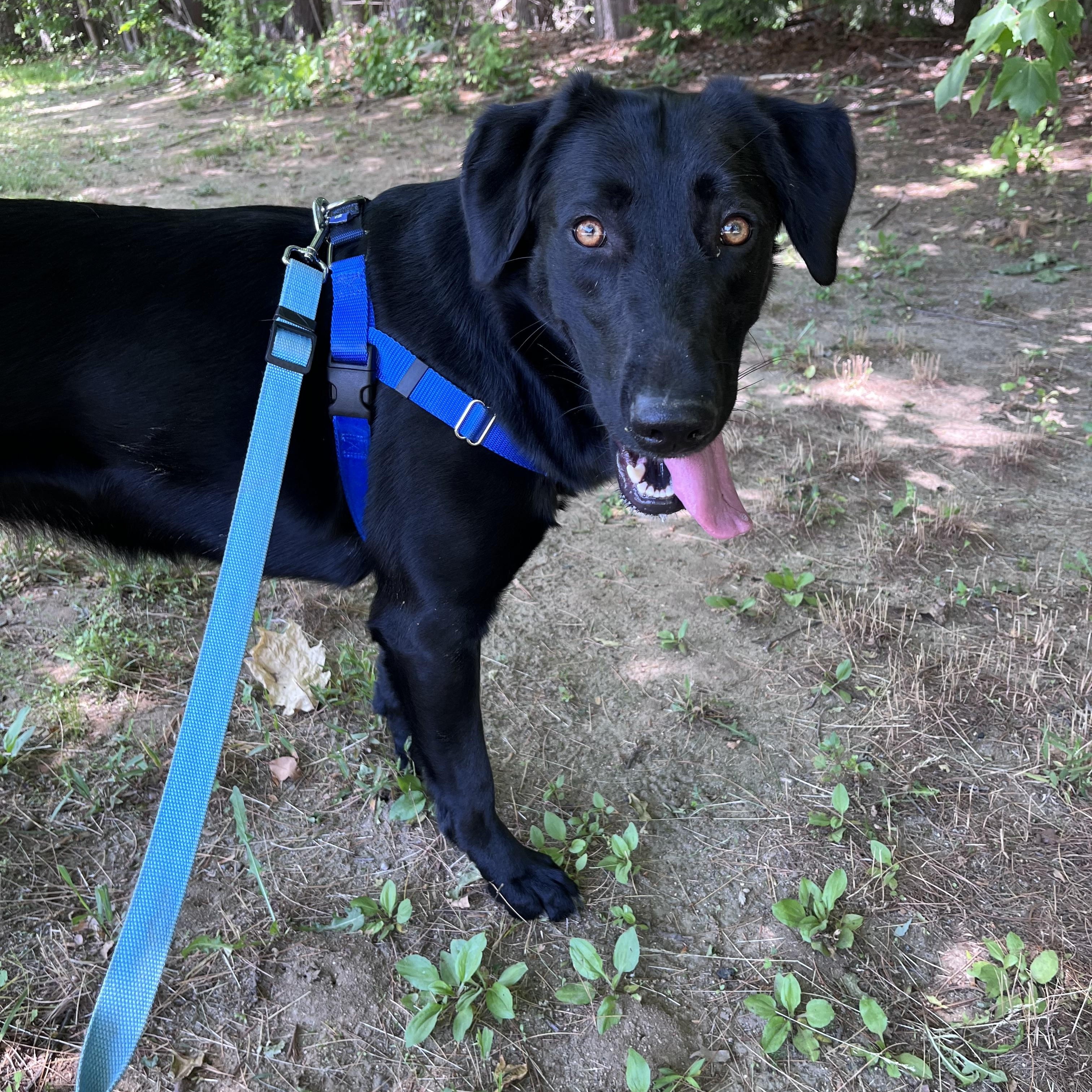 Daphne, a ADOPTABLE mixed breed in Hollis, NH image 4/4