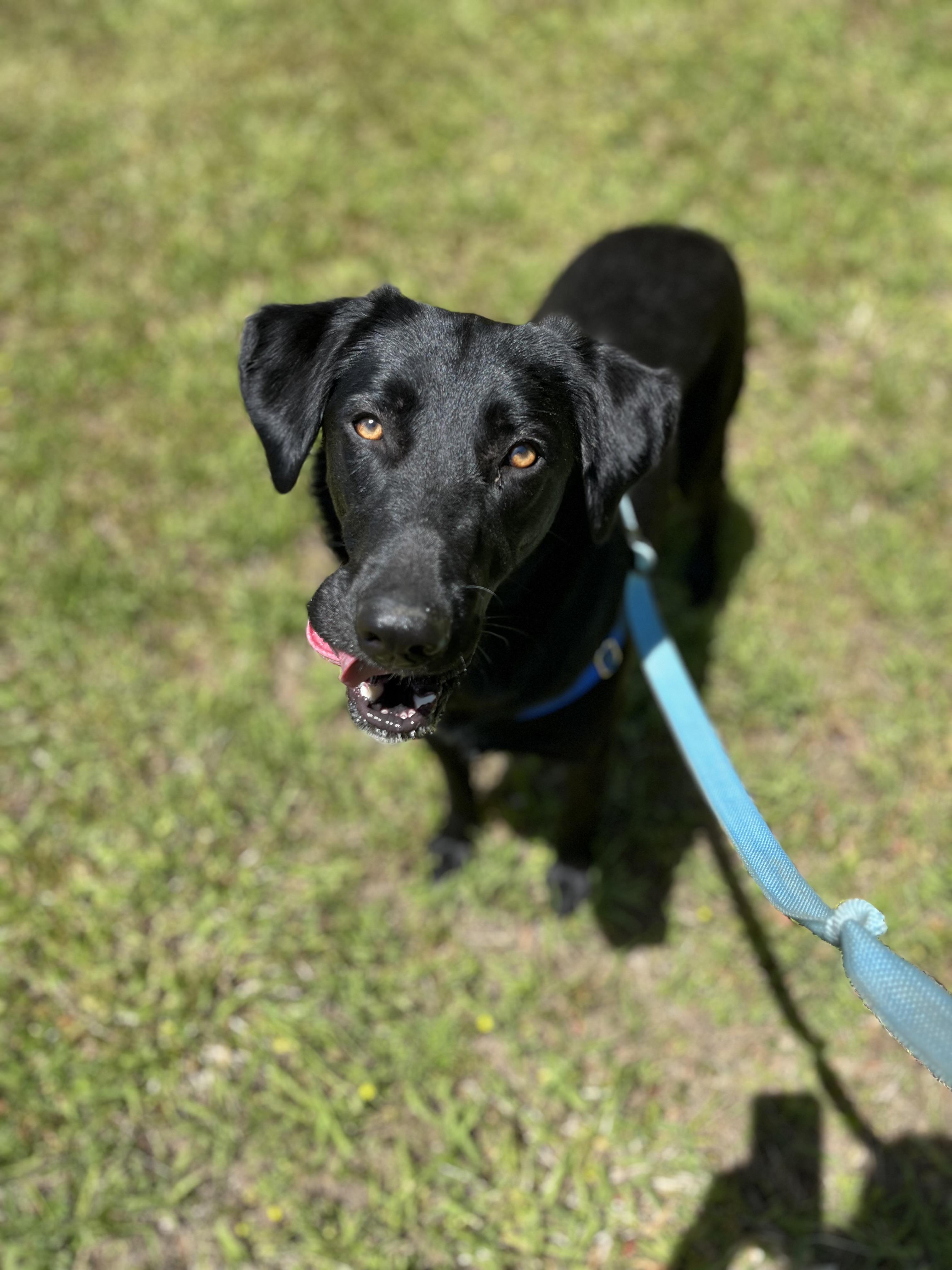 Daphne, a ADOPTABLE mixed breed in Hollis, NH image 2/4