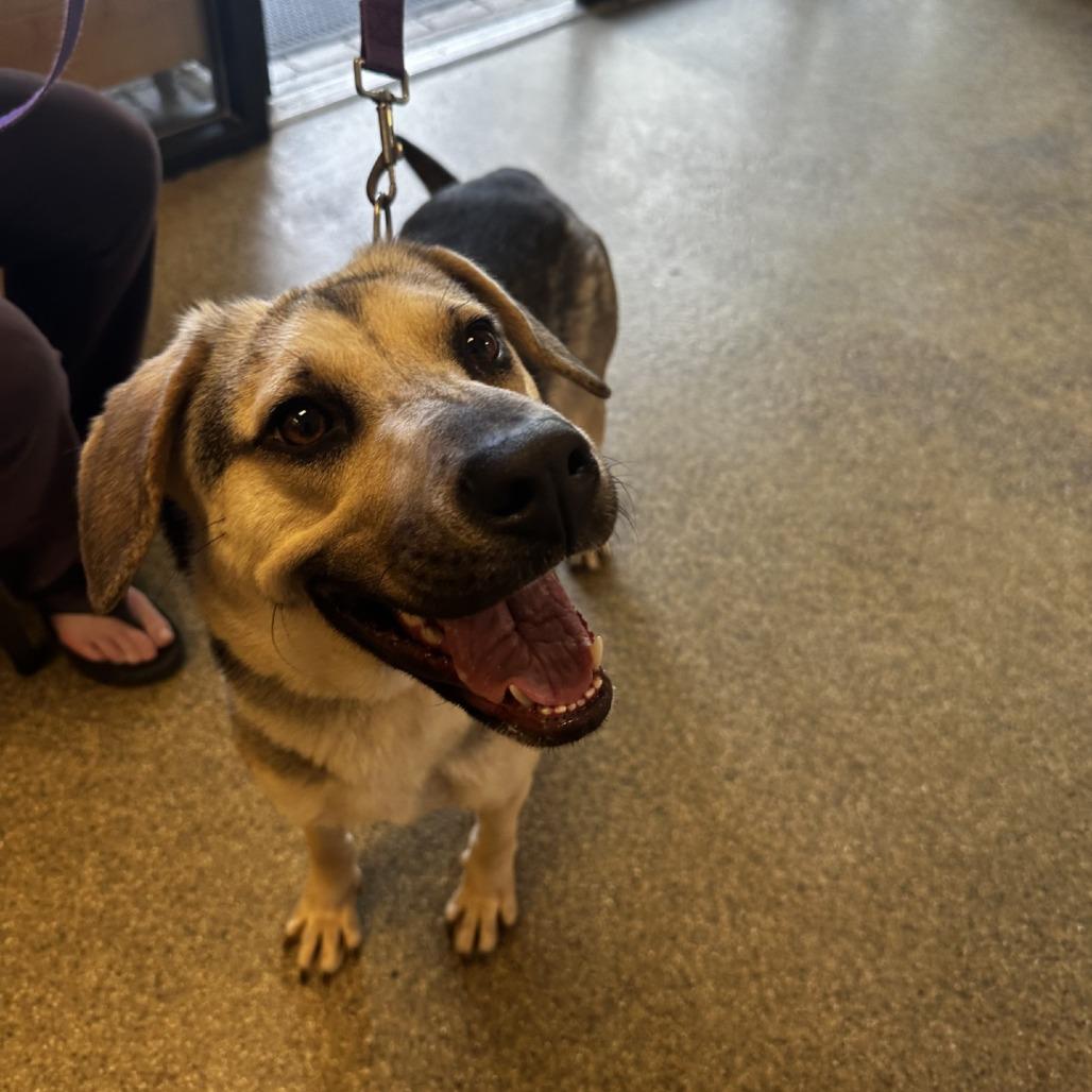 Almond, Adoptable, Adult Female Mixed Breed.