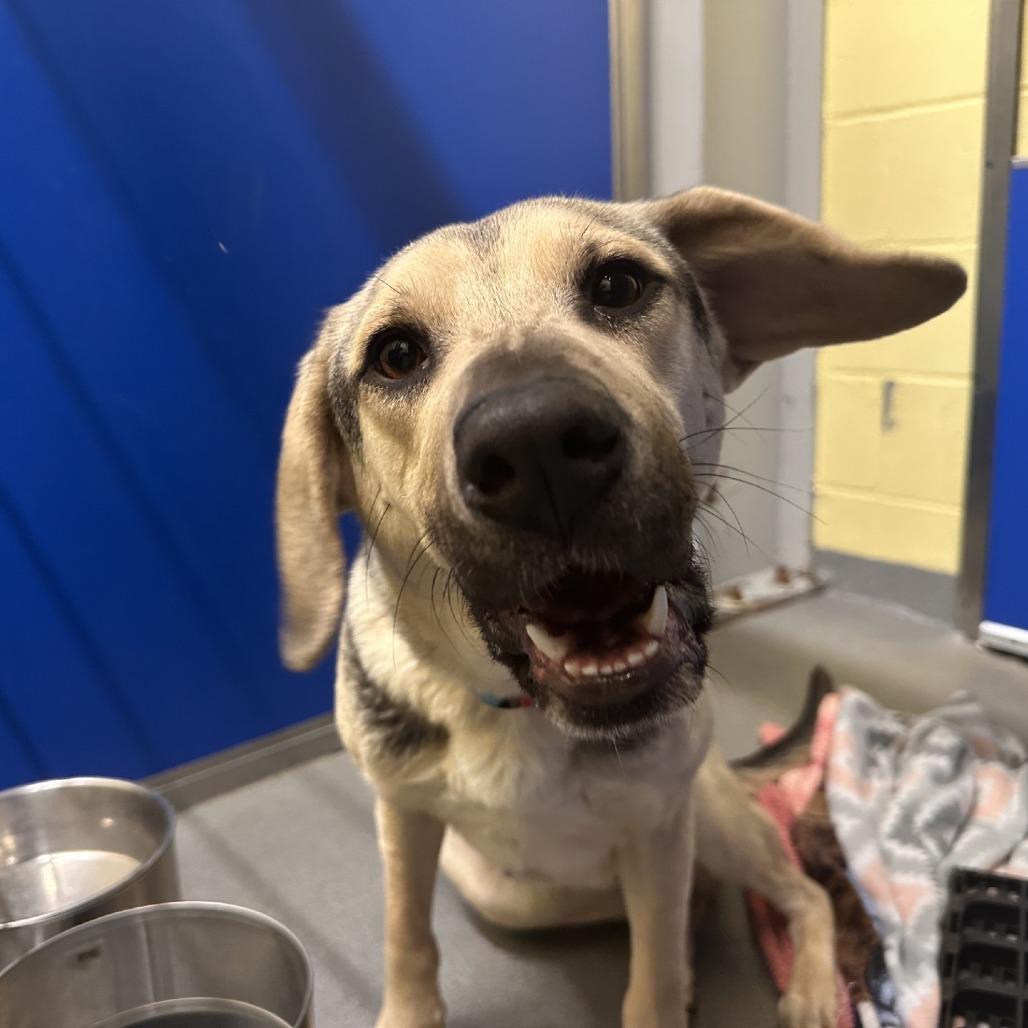 Enlarge Almond, a Adoptable Mixed Breed in Blue Ridge, GA image 2/4