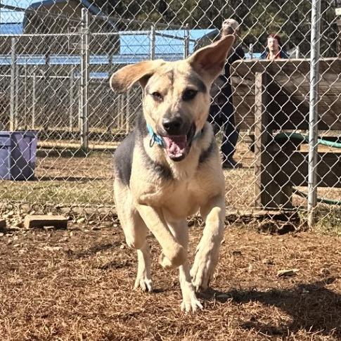 Enlarge Almond, a Adoptable Mixed Breed in Blue Ridge, GA image 3/4