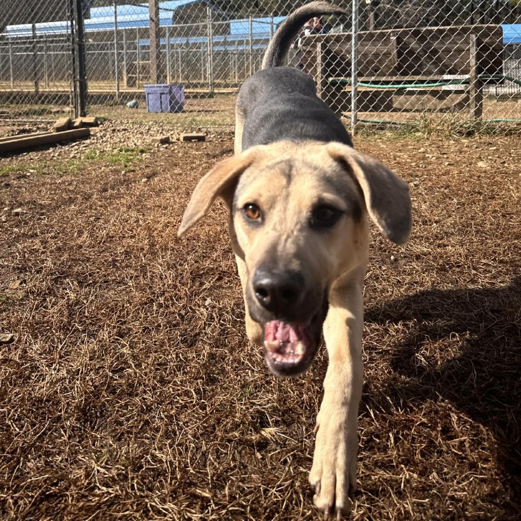 Enlarge Almond, a Adoptable Mixed Breed in Blue Ridge, GA image 4/4