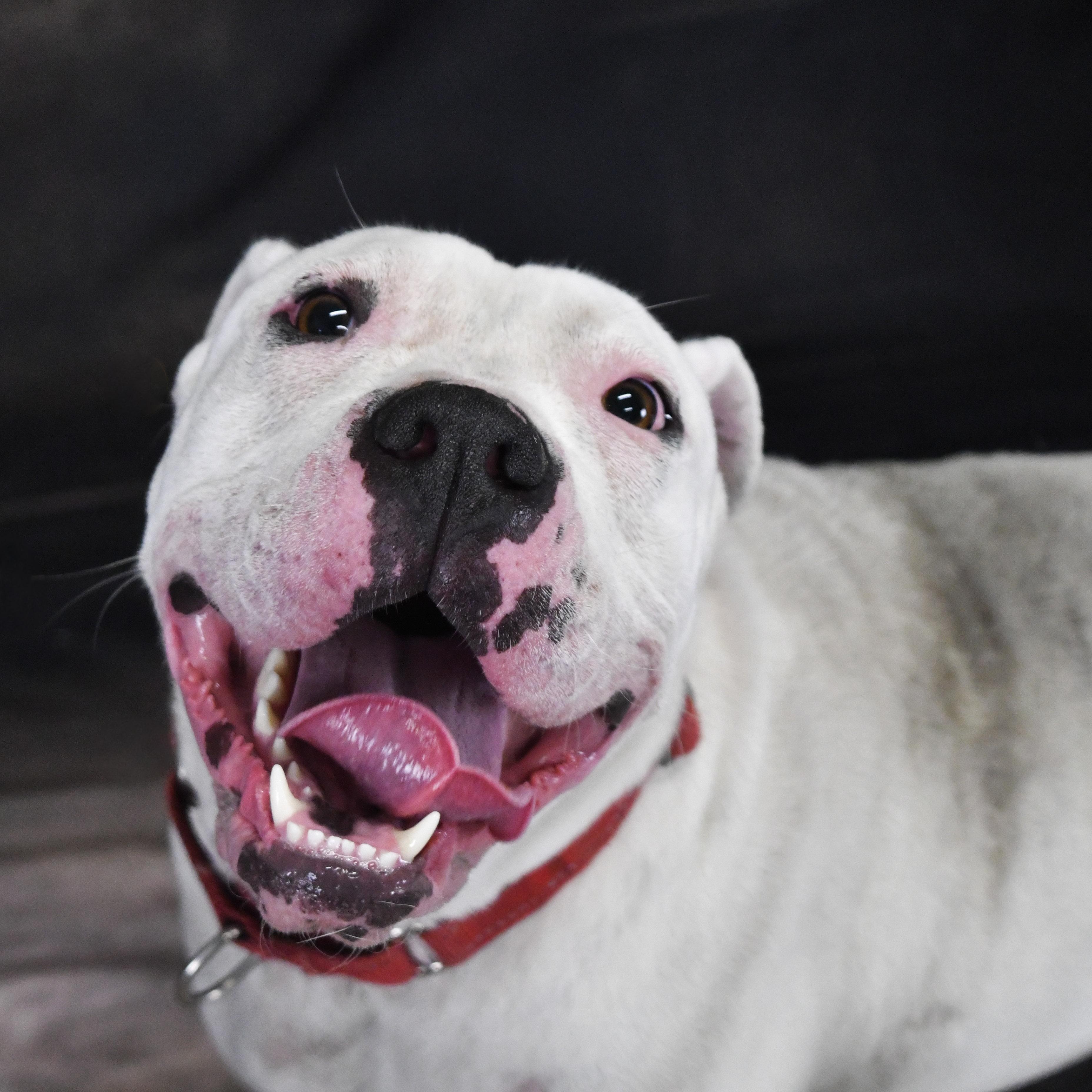 Sugar , a ADOPTABLE American Bully in Defuniak Springs, FL image 1/2