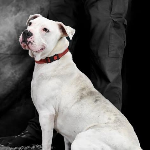 Sugar , a ADOPTABLE American Bully in Defuniak Springs, FL image 2/2