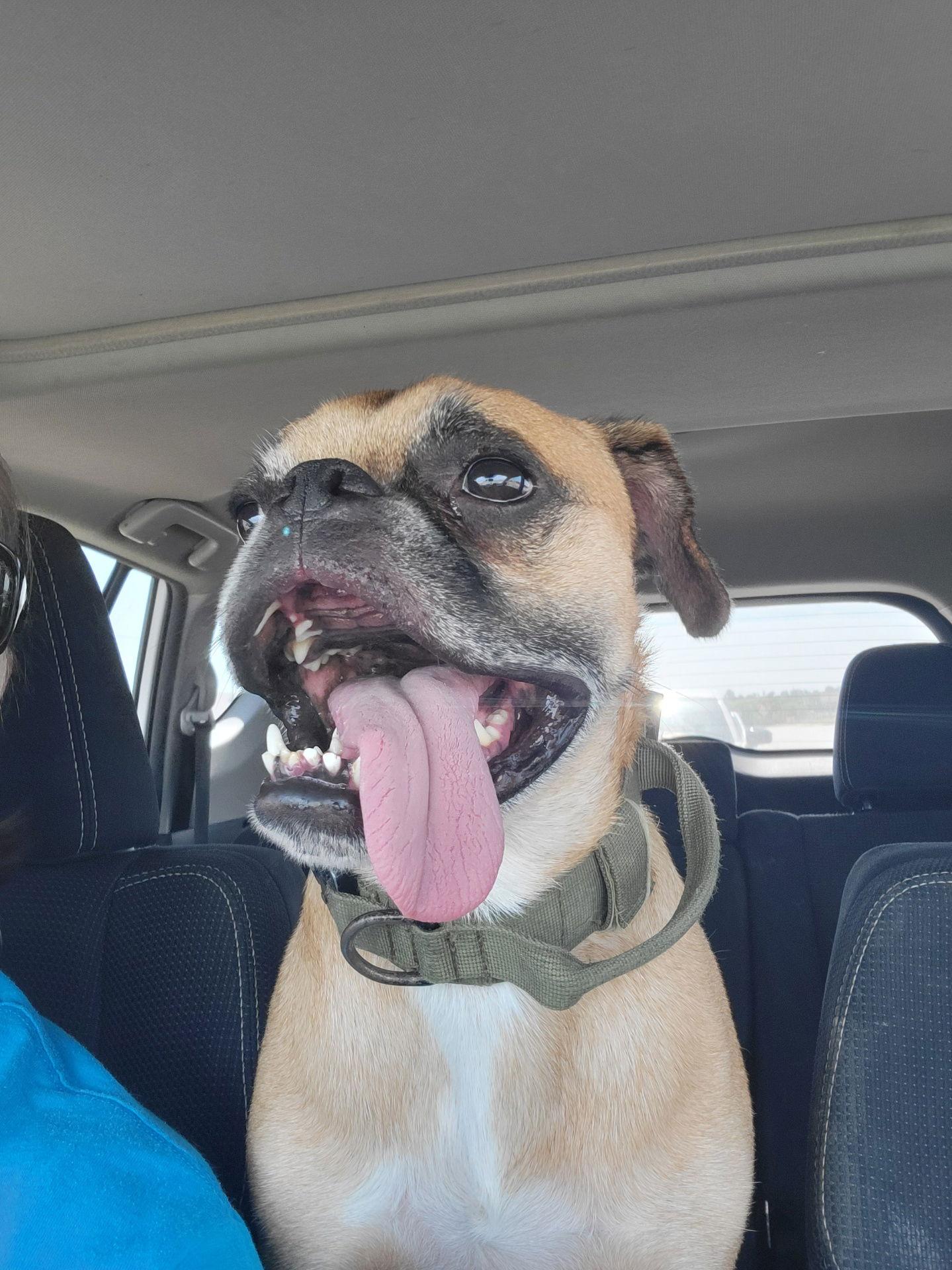 Nash, Adoptable, Young Male Boston Terrier & Boxer.