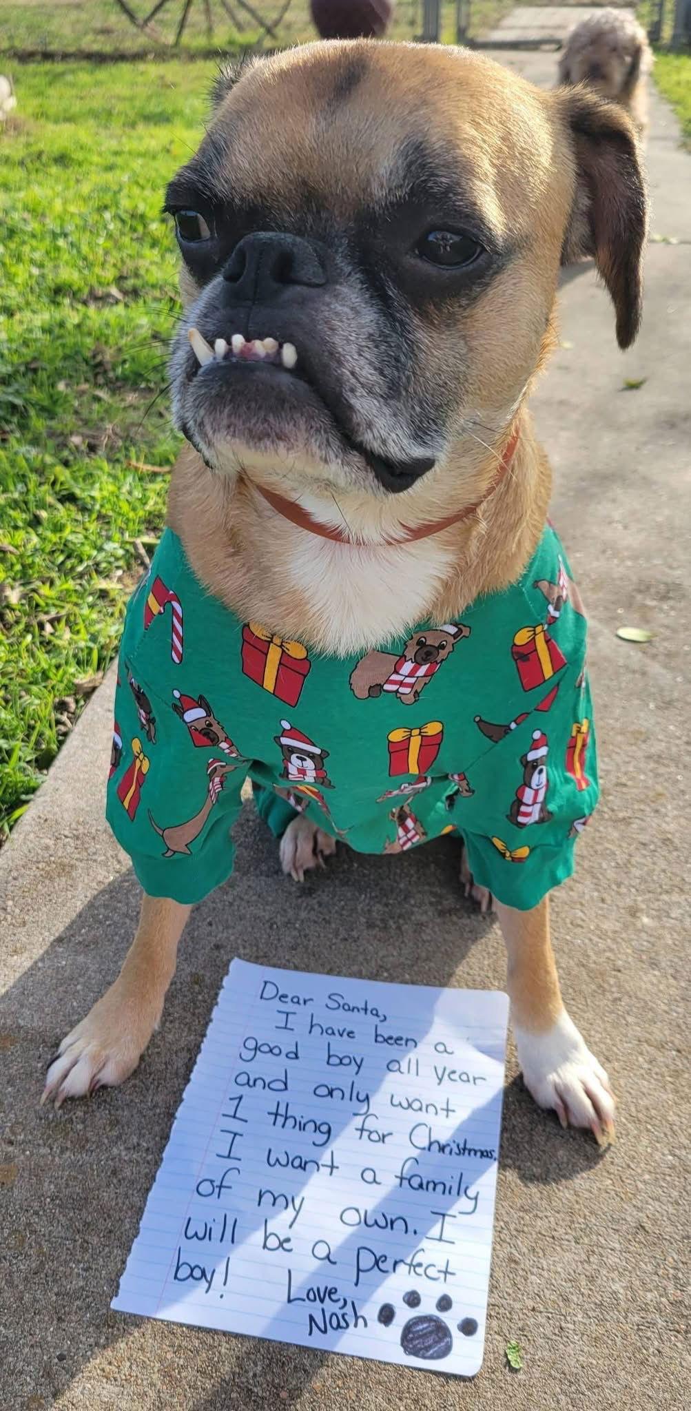 Nash (Adoption Pending), Adoptable, Young Male Boston Terrier & Boxer.