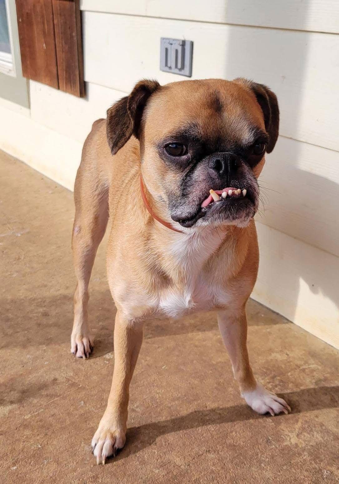 Enlarge Nash, a Adoptable mixed breed in Gainesville, TX image 2/3