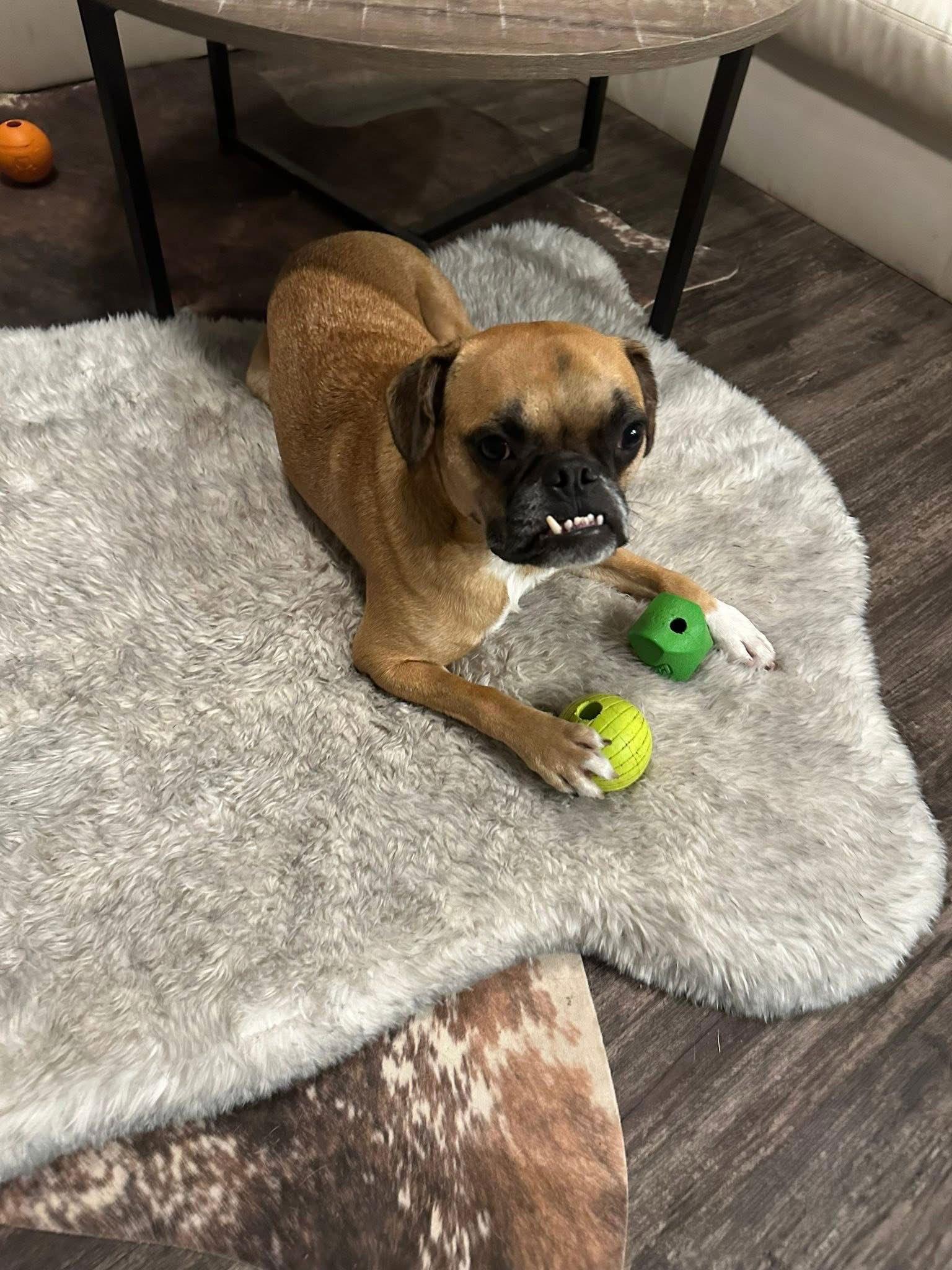 Nash, a Adoptable mixed breed in Gainesville, TX image 2/2