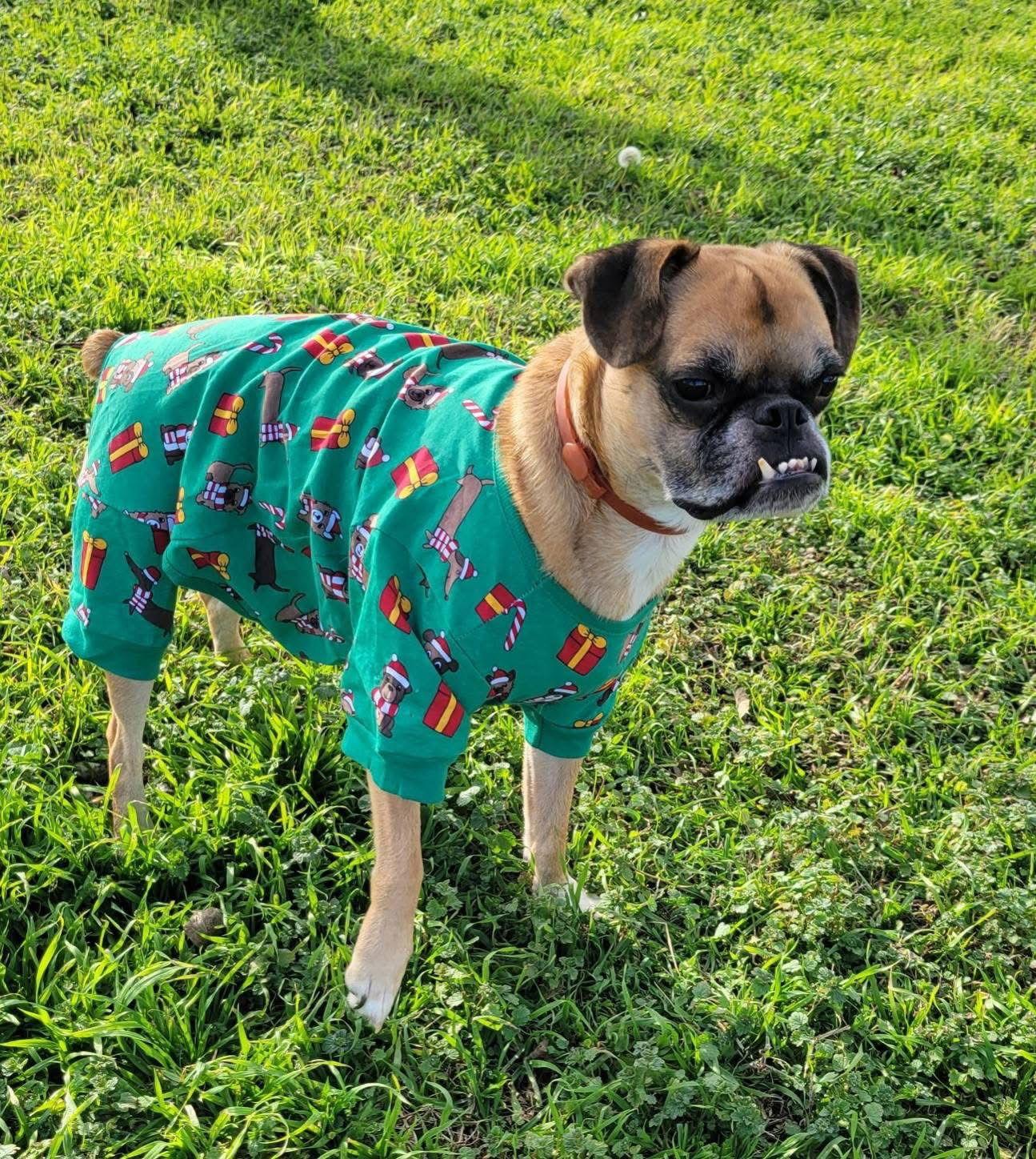 Enlarge Nash, a Adoptable mixed breed in Gainesville, TX image 3/3