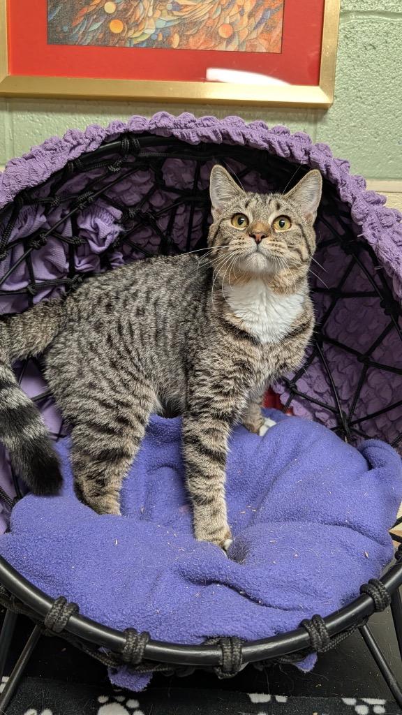 Flower, a Adoptable mixed breed in Ellijay, GA image 1/3