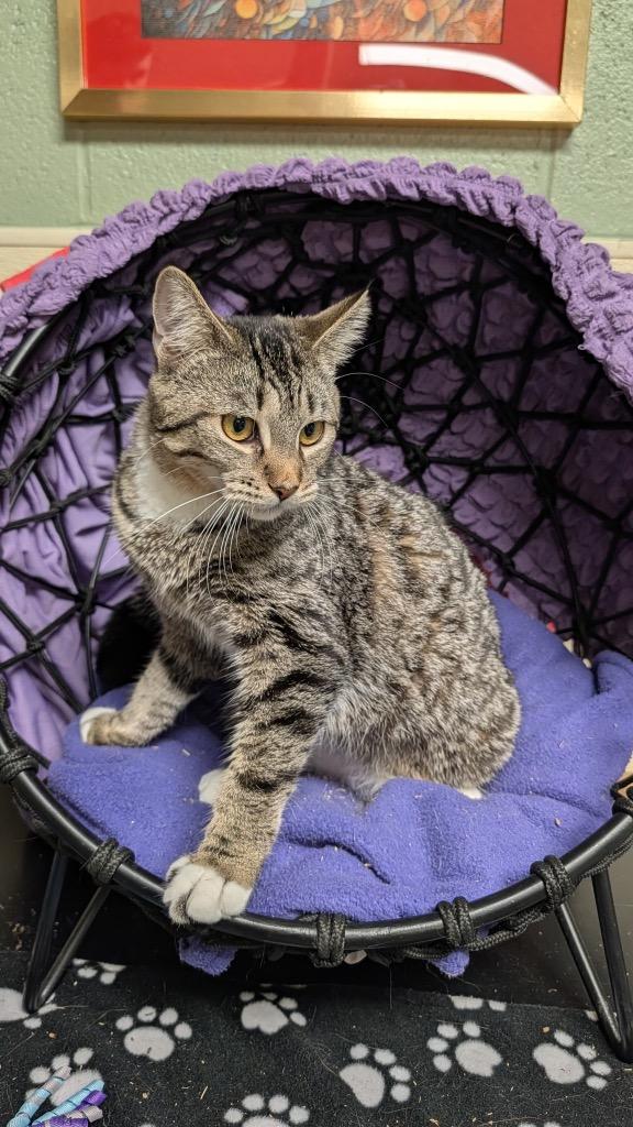 Flower, Adoptable, Young Female Domestic Short Hair.