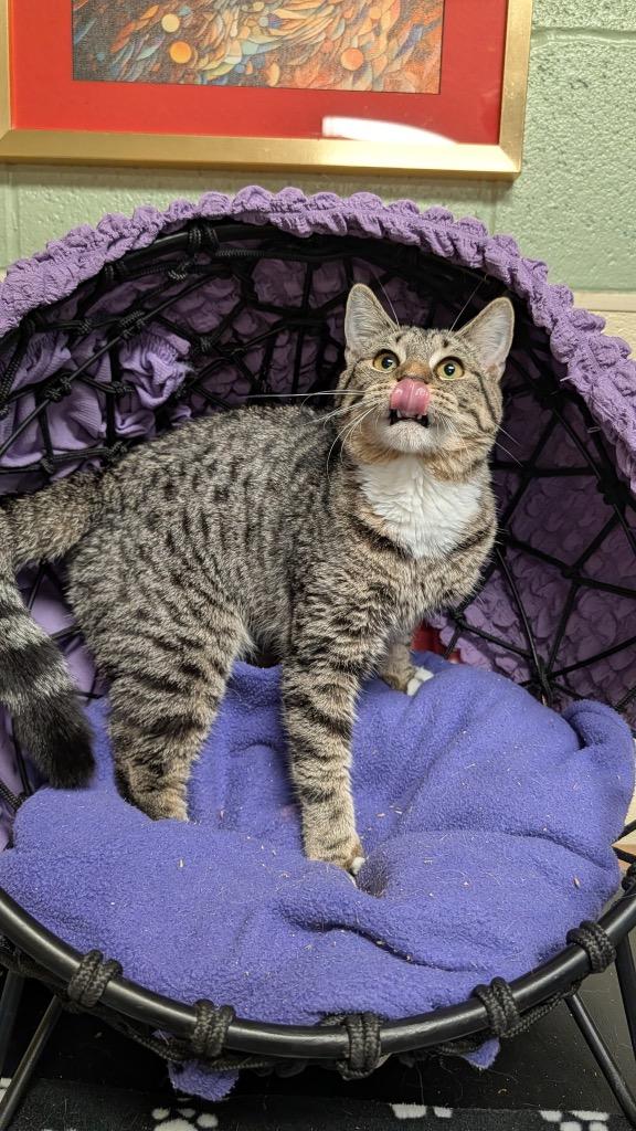 Enlarge Flower, a Adoptable mixed breed in Ellijay, GA image 3/3