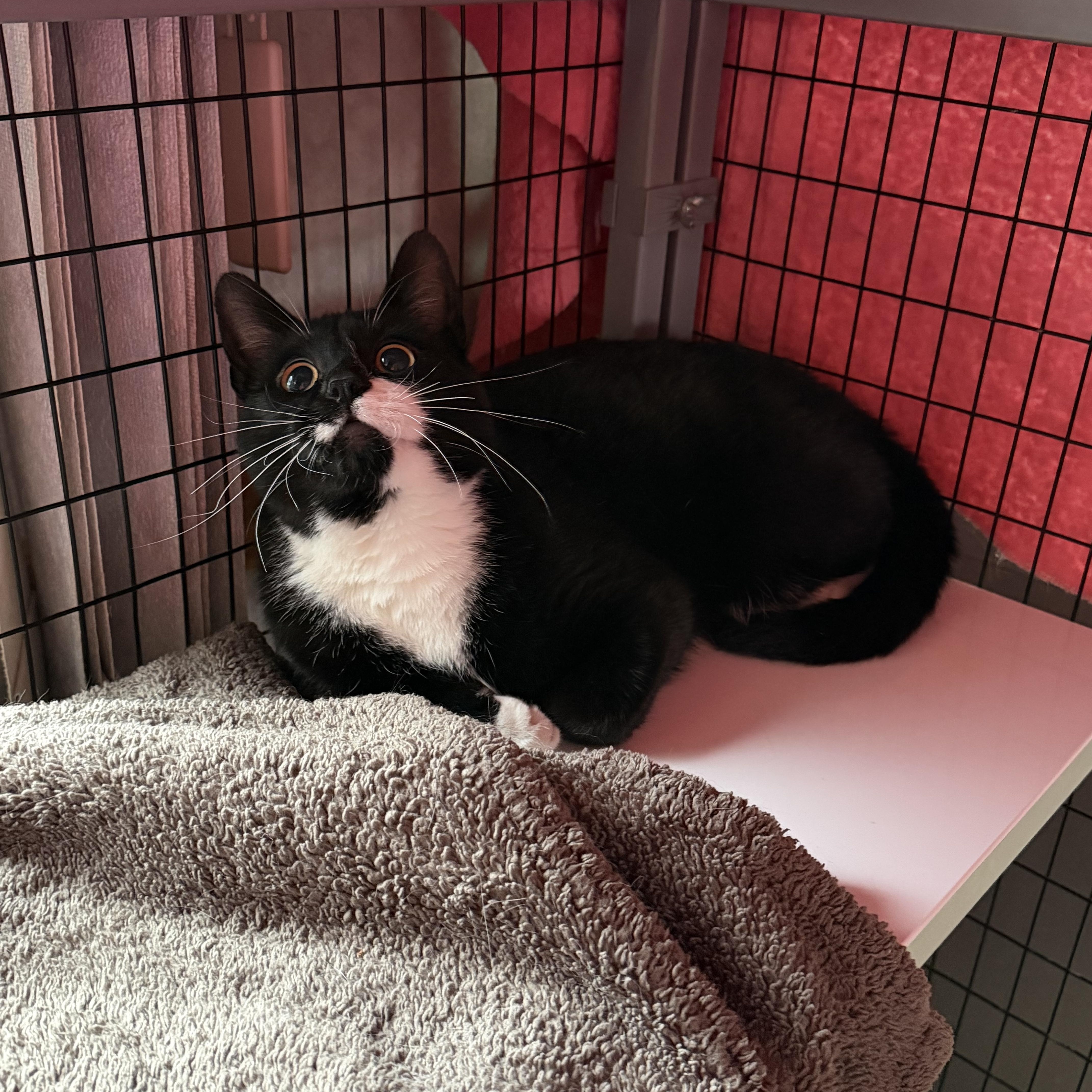 Enlarge Sprout, an adopted Domestic Short Hair in St. Clair, MI image 1/2