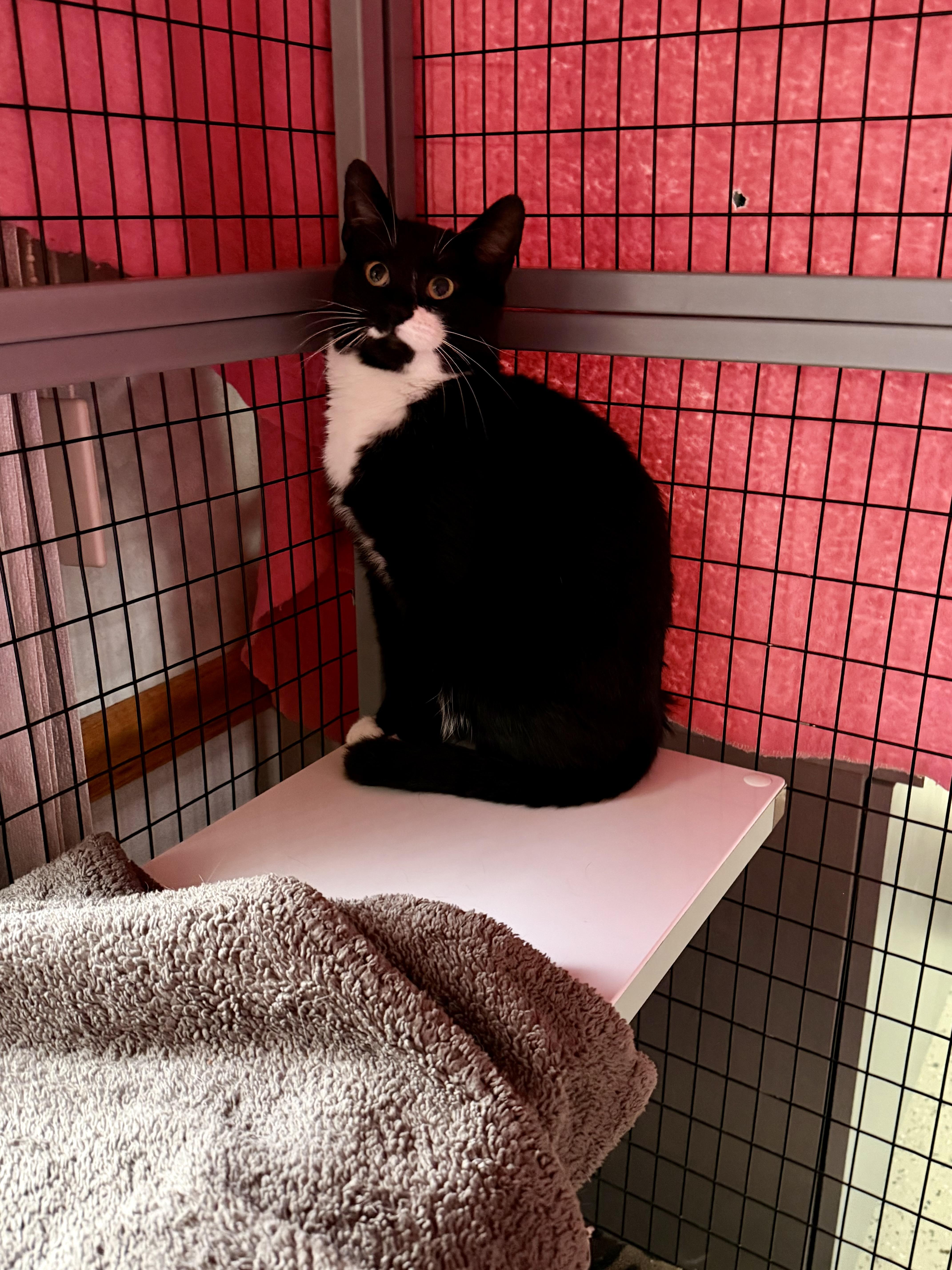 Enlarge Sprout, an adopted Domestic Short Hair in St. Clair, MI image 2/2
