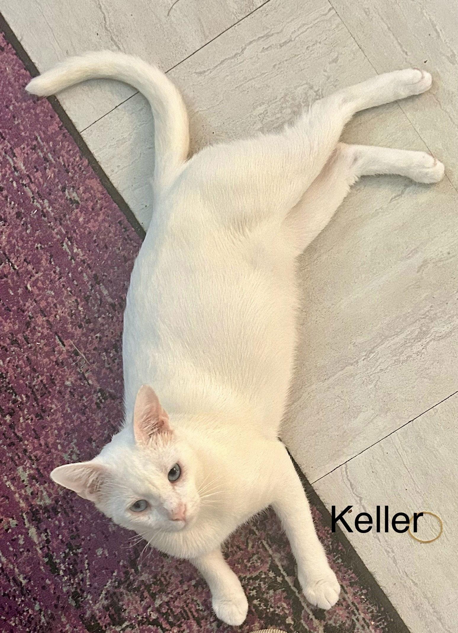 Keller, Adopted, Young Male Domestic Short Hair.