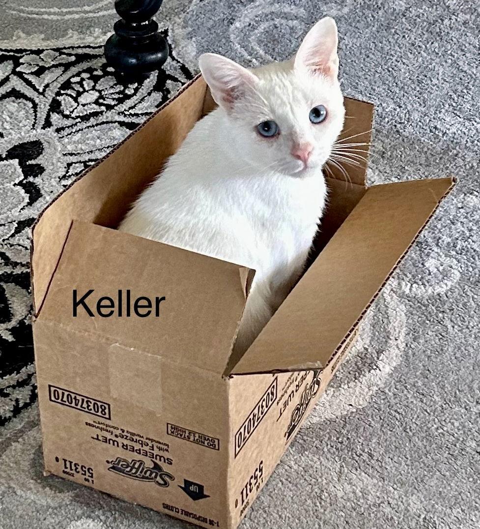 Enlarge Keller, a Adopted Domestic Short Hair in Winter Garden, FL image 2/3