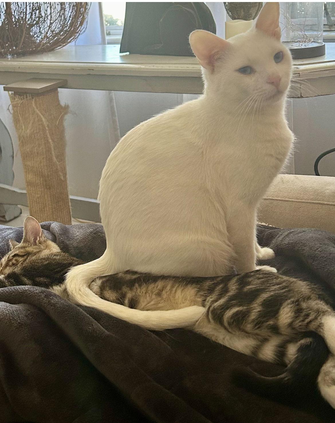 Enlarge Keller, a Adopted Domestic Short Hair in Winter Garden, FL image 3/3