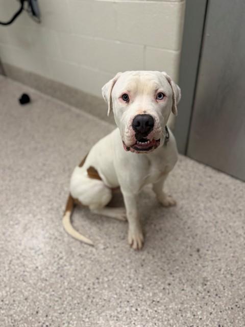 Enlarge BLUE MOON, a Adoptable Pit Bull Terrier in Brighton, CO image 1/1