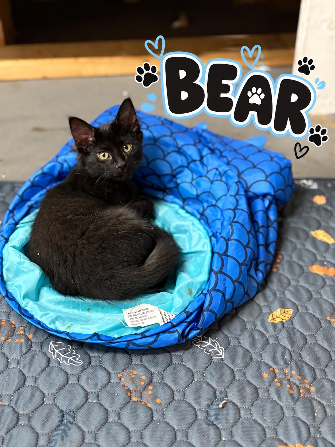 Enlarge Bear, a Adoptable Domestic Medium Hair in Akron, OH image 1/2
