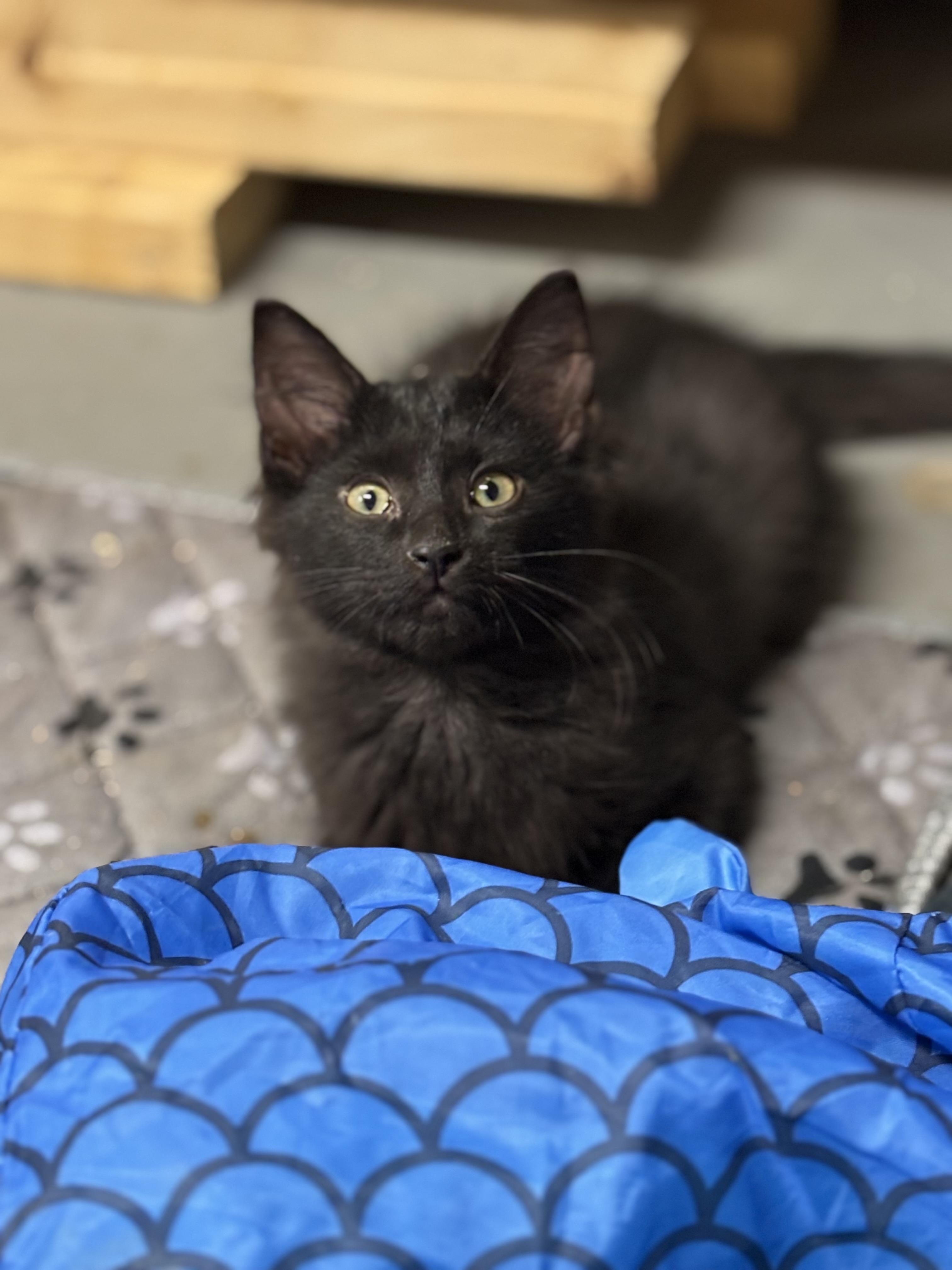 Enlarge Bear, a Adoptable Domestic Medium Hair in Akron, OH image 2/2