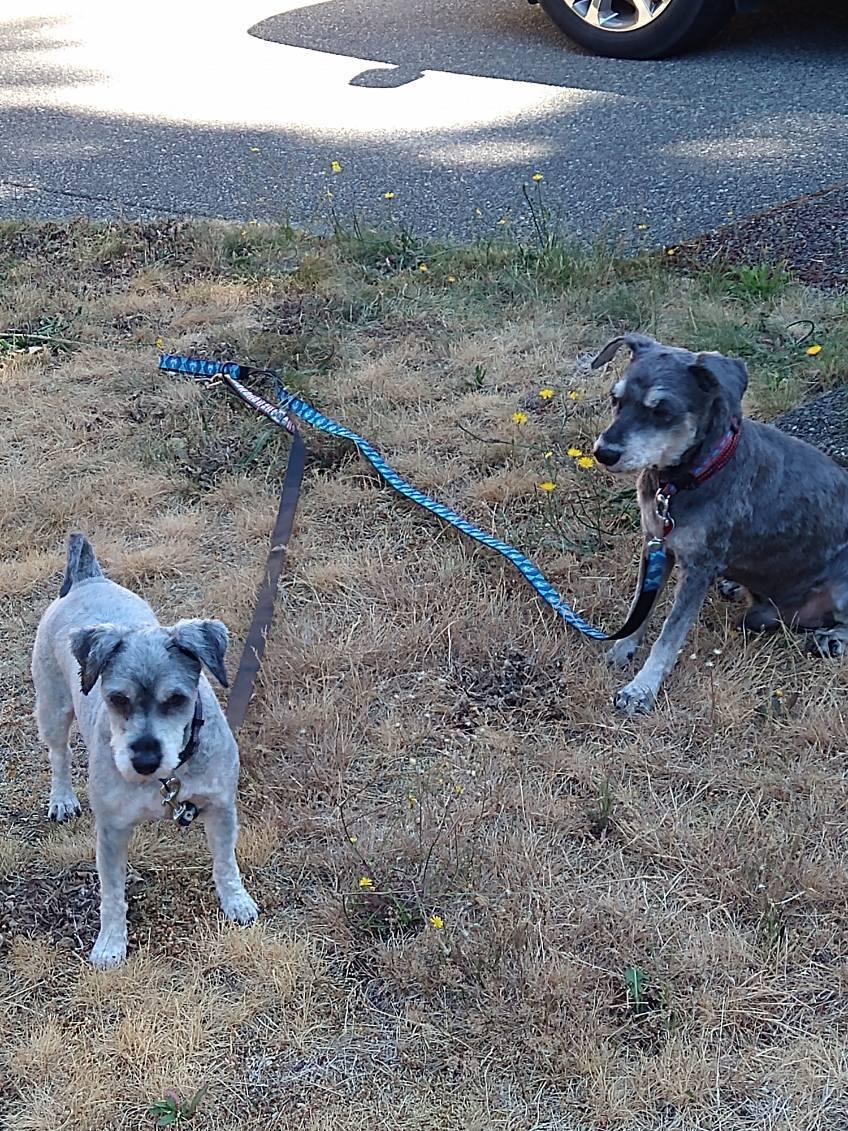 Bonded Pair - Dora and Razzy, a Adoptable Miniature Schnauzer in Lake Cowichan, BC image 1/5