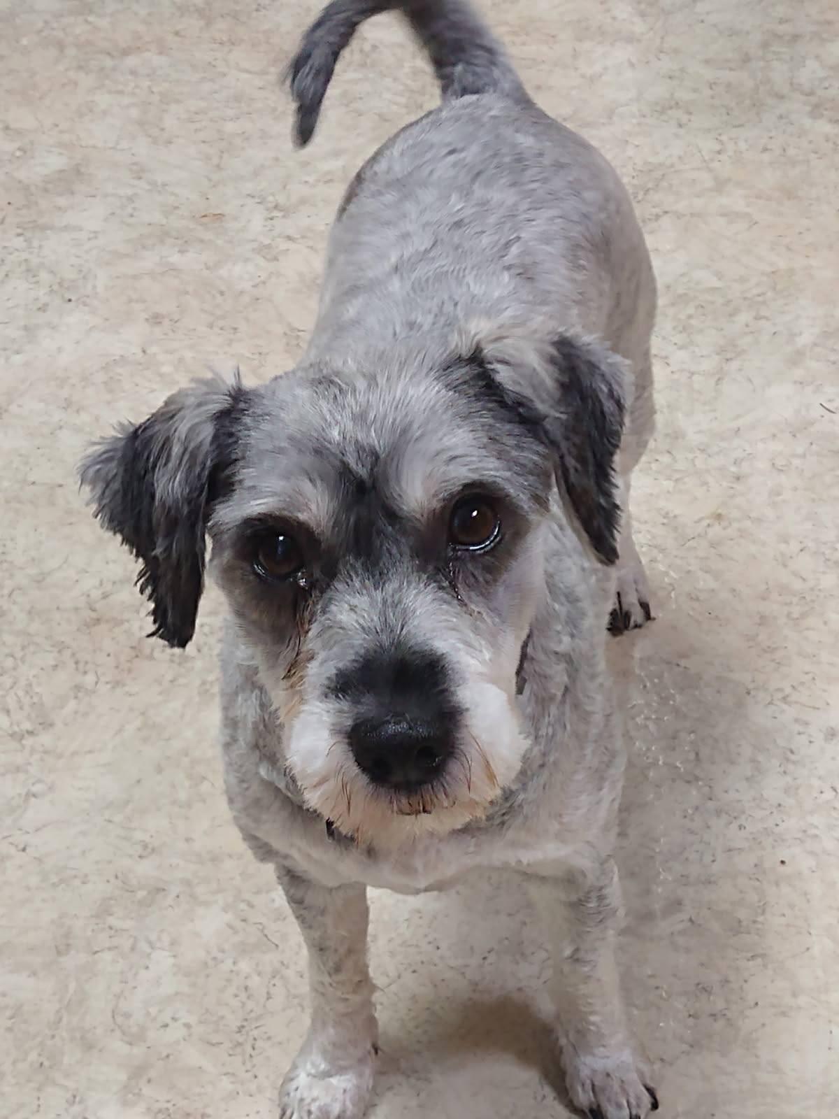 Bonded Pair - Dora and Razzy, a Adoptable Miniature Schnauzer in Lake Cowichan, BC image 2/5