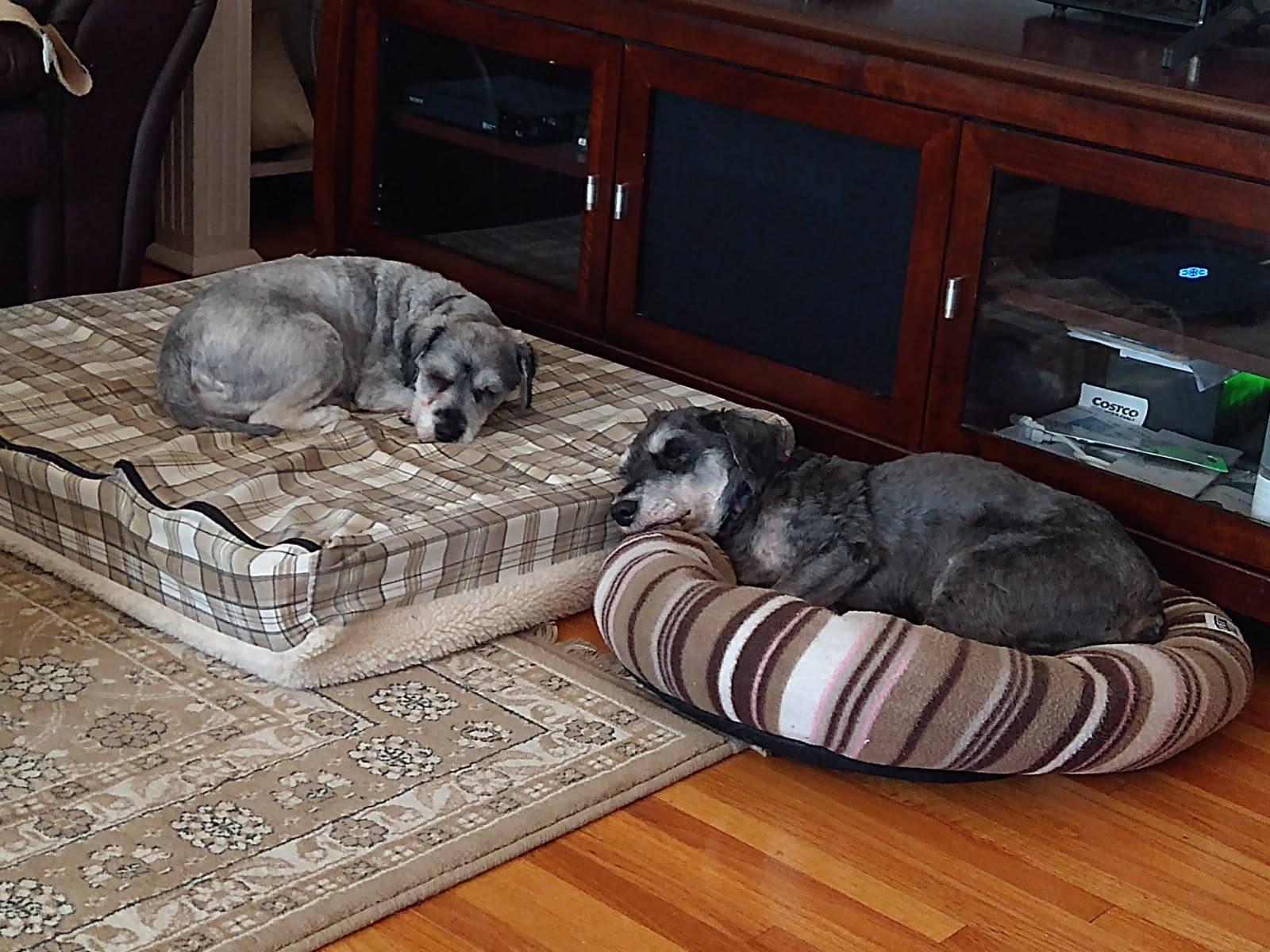 Bonded Pair - Dora and Razzy