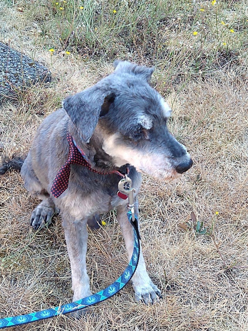 Bonded Pair - Dora and Razzy