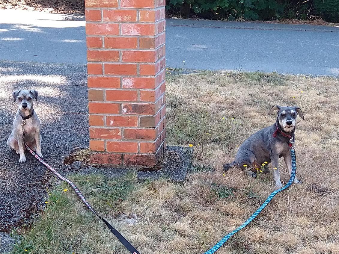 Bonded Pair - Dora and Razzy