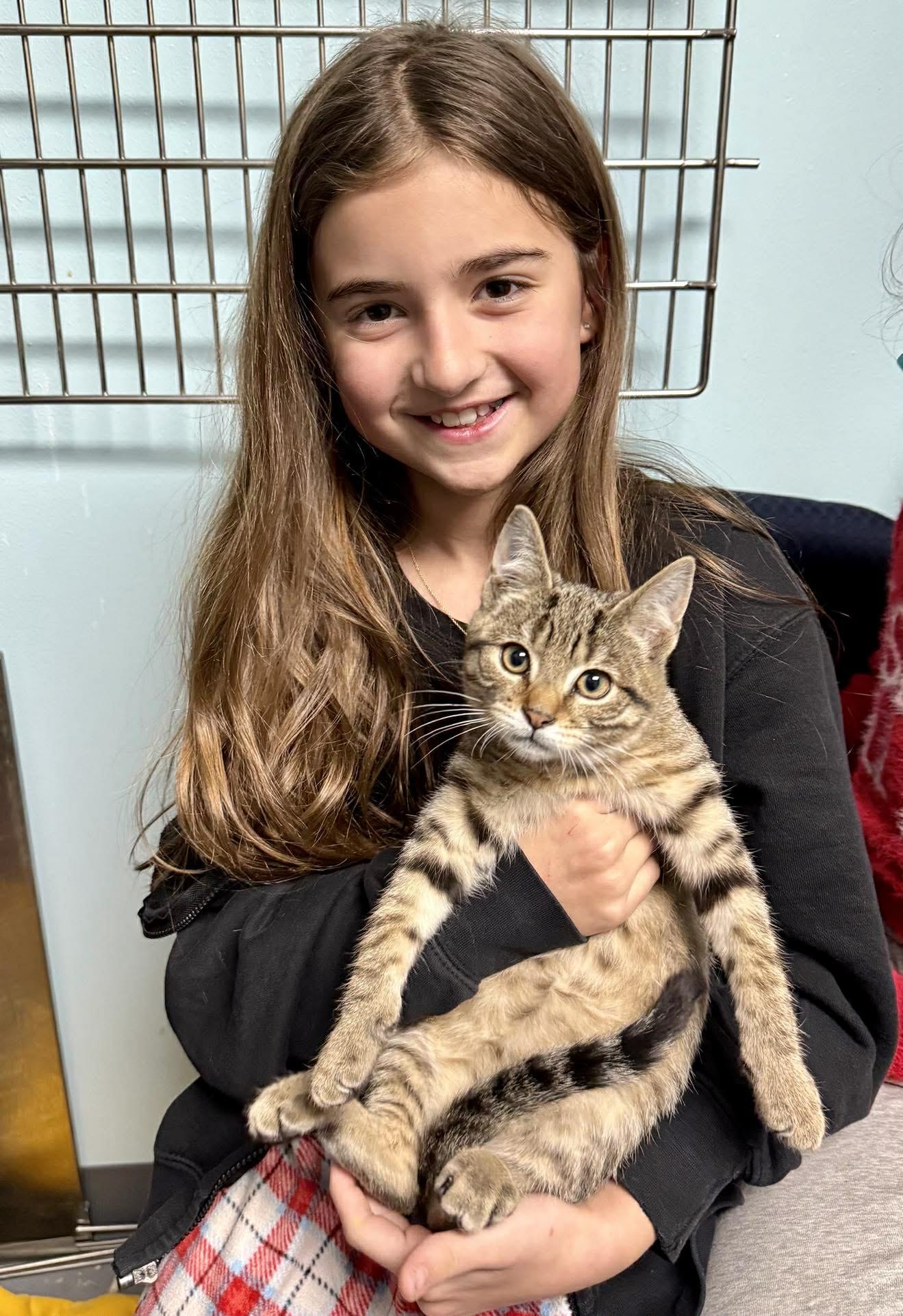 Enlarge Hans - Purrfectly playful and affectionate, a Adoptable Domestic Short Hair in Muskego, WI image 3/6