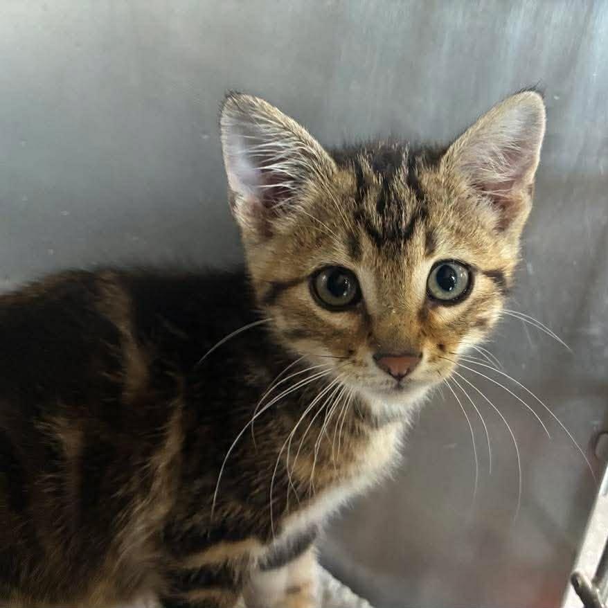Enlarge Crinkles, a Adoptable mixed breed in Petersburg, IL image 3/4