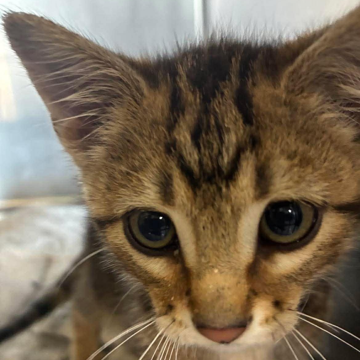 Crinkles, Adoptable, Kitten Male Domestic Short Hair & Tabby.
