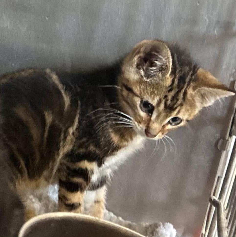 Enlarge Crinkles, a Adoptable mixed breed in Petersburg, IL image 2/4