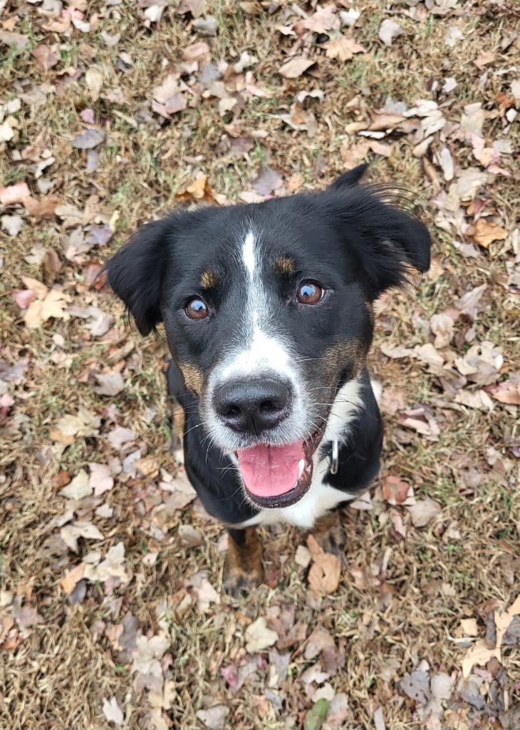 Enlarge Mavis, a Adoptable mixed breed image 2/3