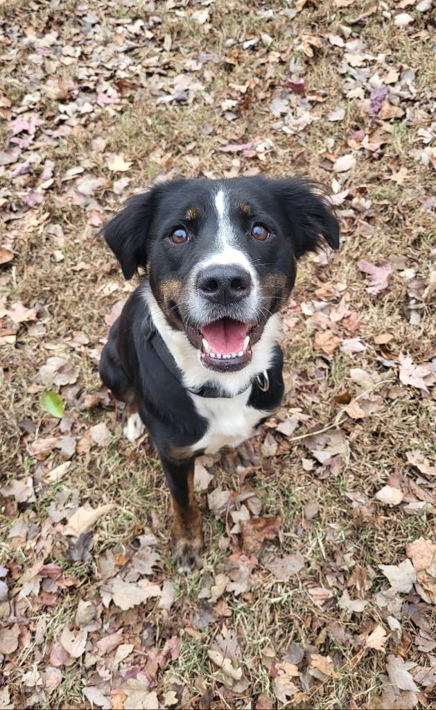 Enlarge Mavis, a Adoptable mixed breed image 3/3