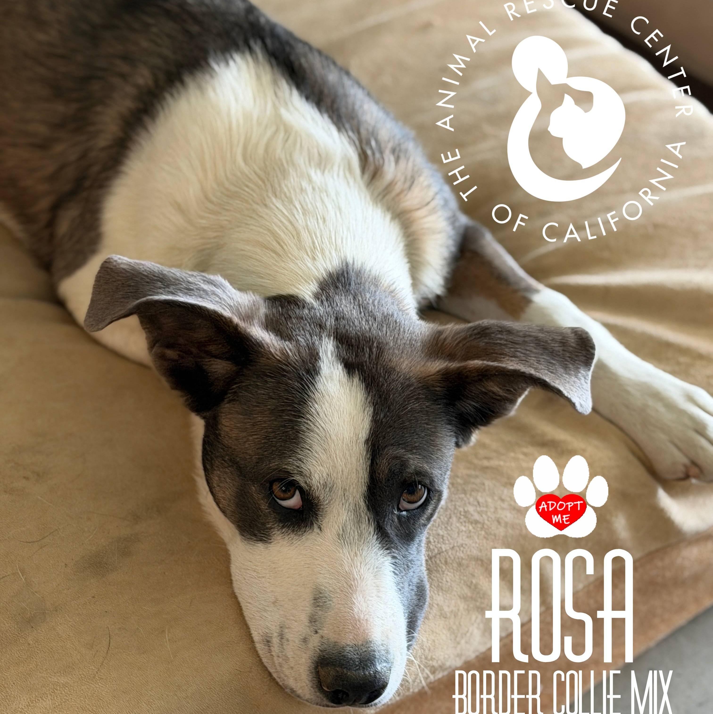 Rosa, an adoptable Pit Bull Terrier in Coachella, CA image 1/4