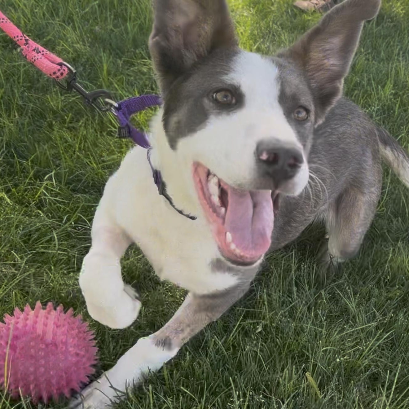 Rosa, an adoptable Pit Bull Terrier in Coachella, CA image 3/4