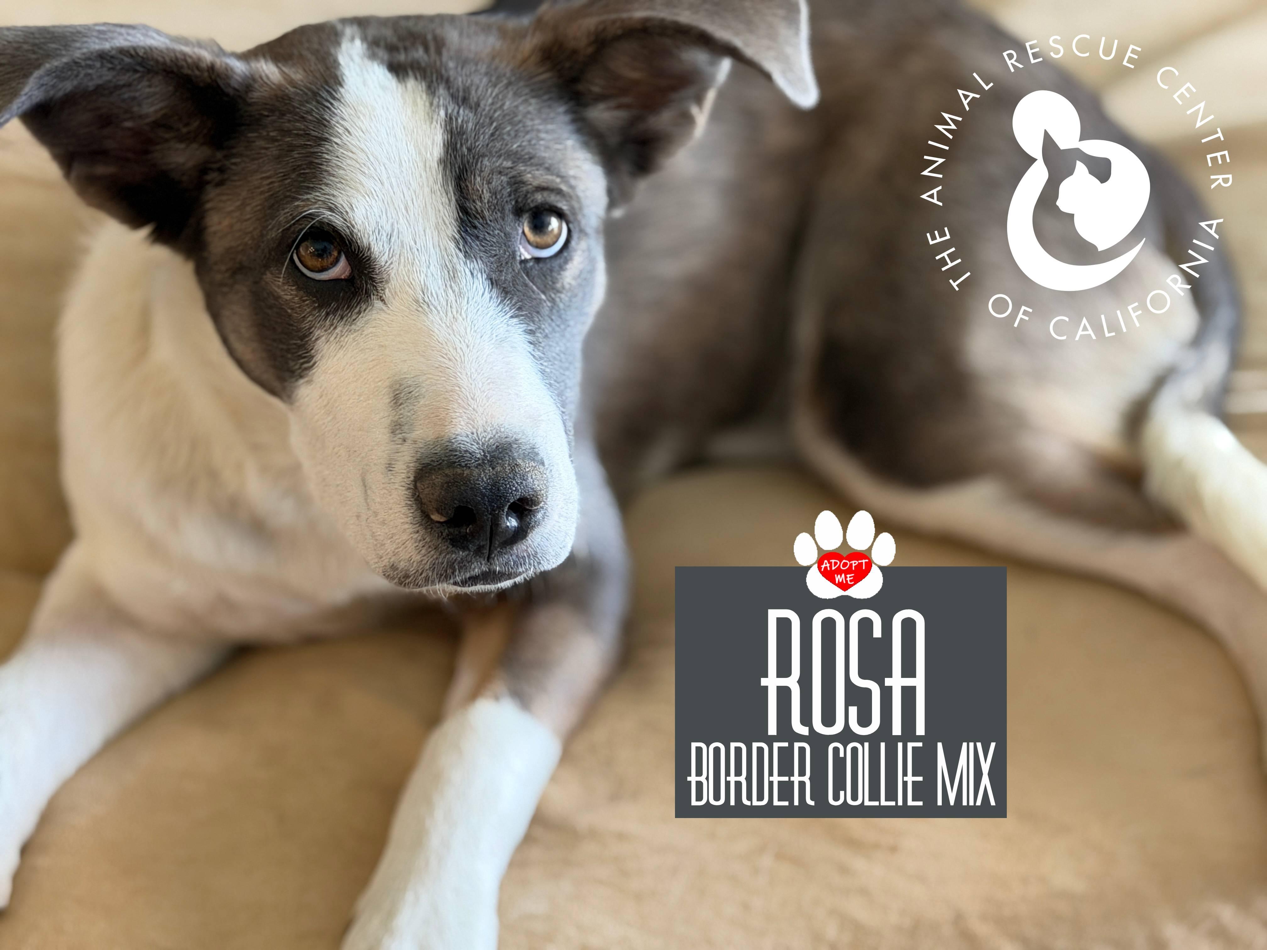 Rosa, an adoptable Pit Bull Terrier in Coachella, CA image 2/4