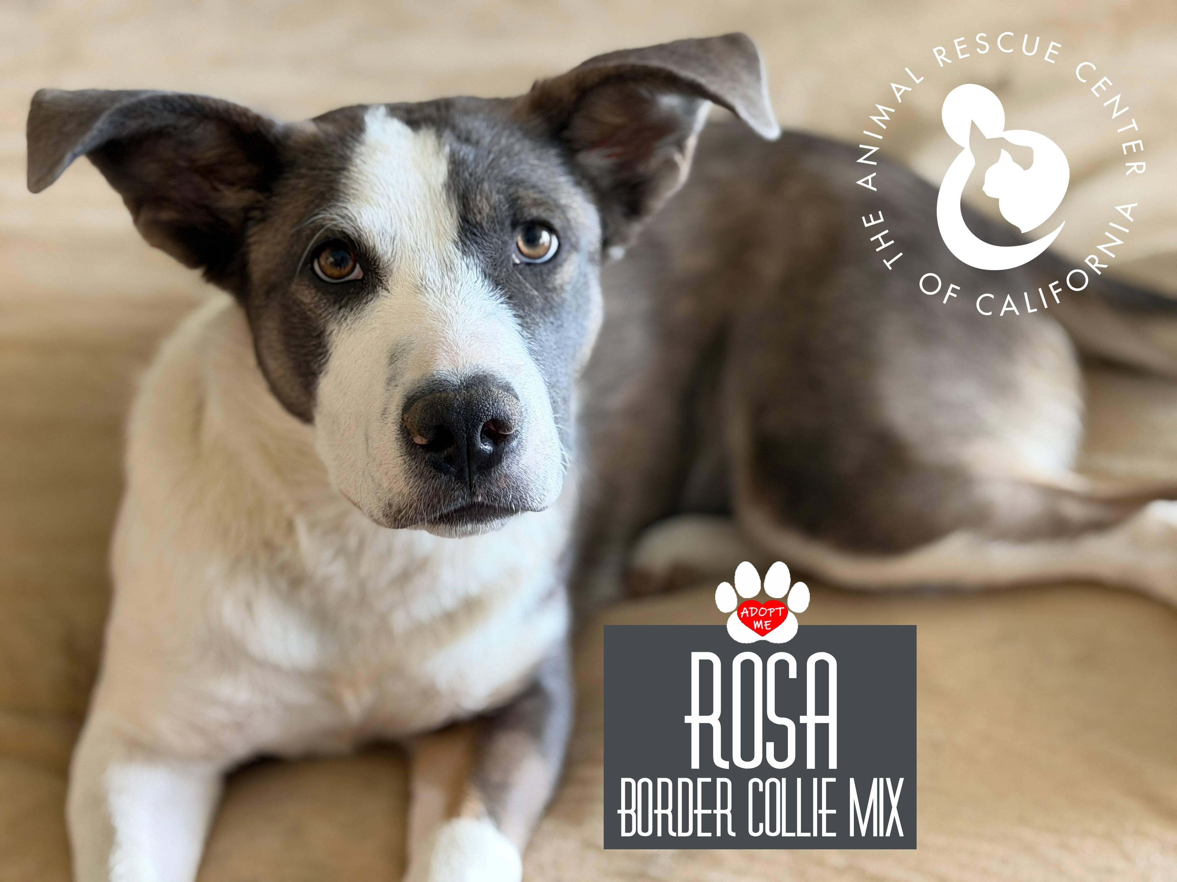 Rosa, an adoptable Pit Bull Terrier in Coachella, CA image 4/4